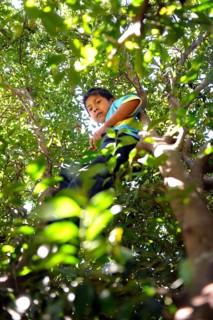 Boy from the Ache-Guarani indigenous group picking mandarins in a tree