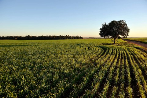 Oat field in the morning light