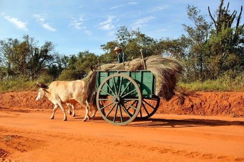 Oxcart