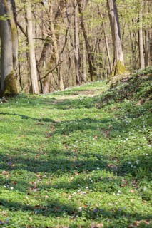 Forest path