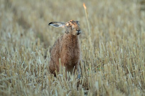 European Hare or Brown Hare (Lepus europaeus)