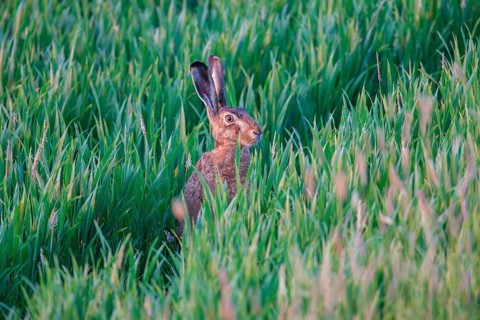 European Hare or Brown Hare (Lepus europaeus)