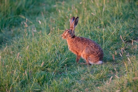European Hare or Brown Hare (Lepus europaeus)