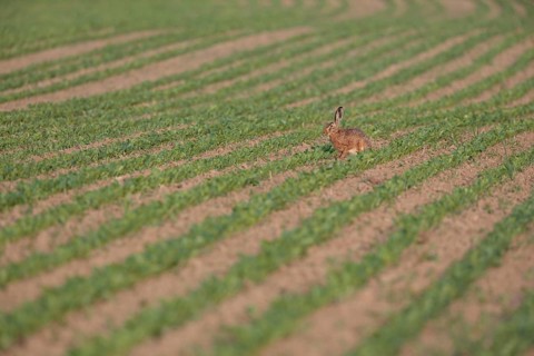 European Hare or Brown Hare (Lepus europaeus)