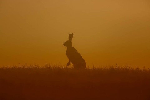 European Hare or Brown Hare (Lepus europaeus)