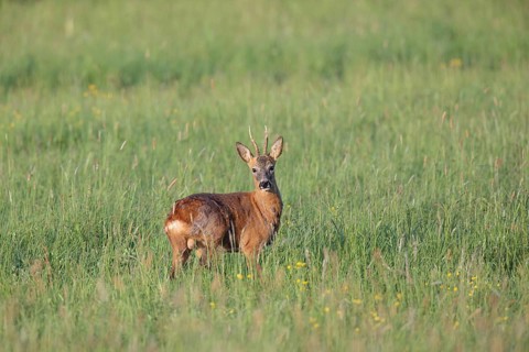Roe deer (Capreolus capreolus)