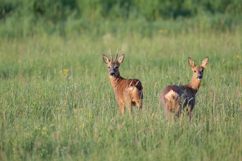 Roe deer (Capreolus capreolus)