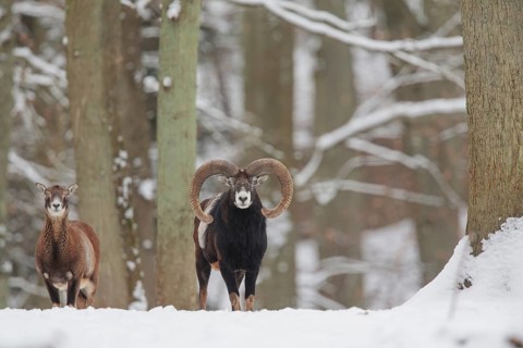 Mouflon (Ovis ammon Musimon)