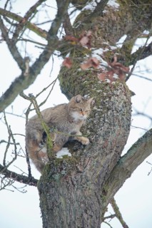 Wildcat (Felis silvestris)