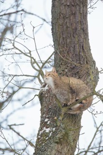 Wildcat (Felis silvestris)