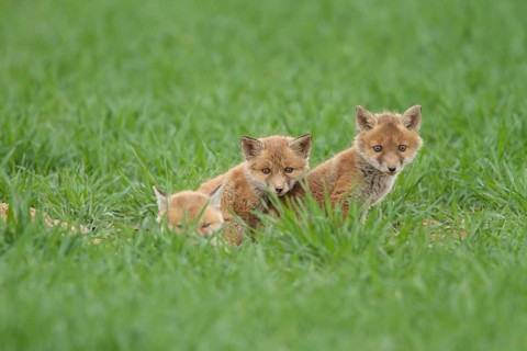 Fox cubs (Vulpes vulpes)