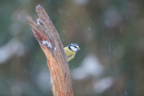Blue Tit (Parus caeruleus)