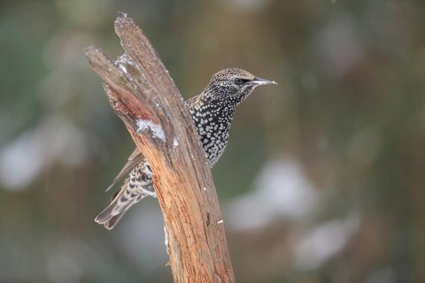 Starling (Sturnus vulgaris)