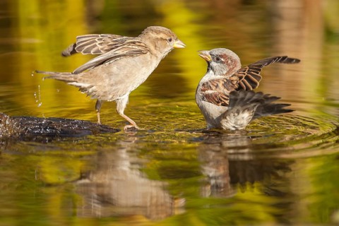 Two House Sparrows (Passer domesticus)