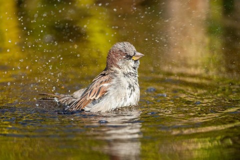 House Sparrow (Passer domesticus)