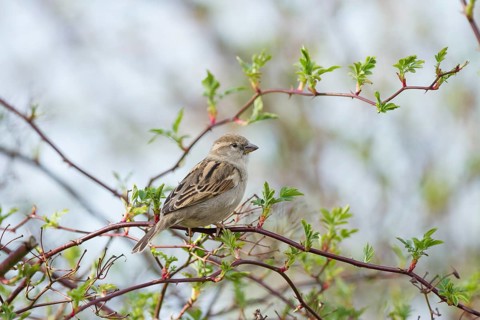 House Sparrow (Passer domesticus)