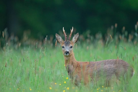 Roe deer (Capreolus capreolus)