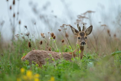 Roe deer (Capreolus capreolus)