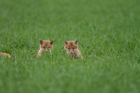 Fox cubs (Vulpes vulpes)