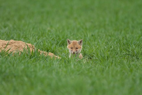 Fox cub (Vulpes vulpes)
