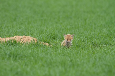Fox cubs (Vulpes vulpes)