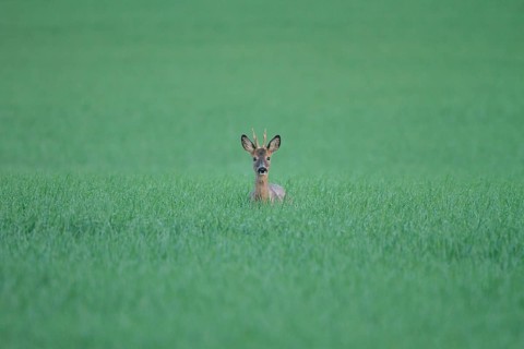 Roe deer (Capreolus capreolus)
