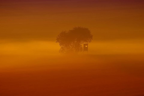 Raised hide in the morning fog at sunrise