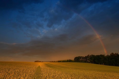 Rainbow over a wheat field
