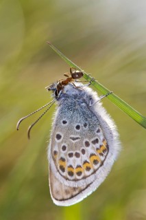 Silver-studded blue (Plebejus argus) male butterfly newly emerged being tended by an ant (Lasius platythorax)