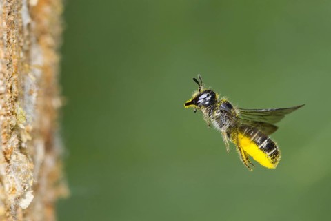 Large Scissor-bee (Chelostoma florisomne) in flight at entrance of nest hole with a load of pollen