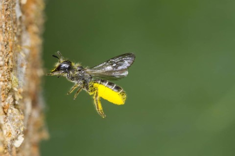 Large Scissor-bee (Chelostoma florisomne) in flight at entrance of nest hole with a load of pollen