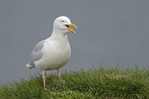 Glaucous Gull (Larus hyperboreus) adult