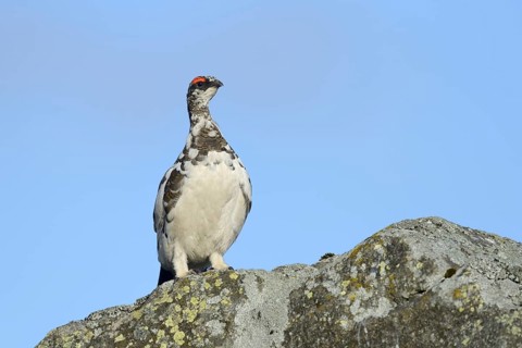 Rock Ptarmigan (Lagopus muta) adult male