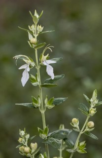Tree Germander (Teucrium fruticans) in flower