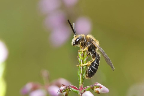 Orange-legged Furrow-bee (Halictus rubicundus) adult male