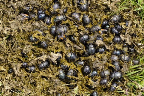 Earth-boring Dung Beetle (Geotrupes sp.) several different species