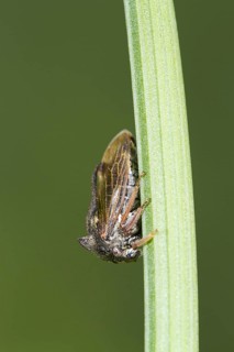 Horned Treehopper (Centrotus cornutus) adult