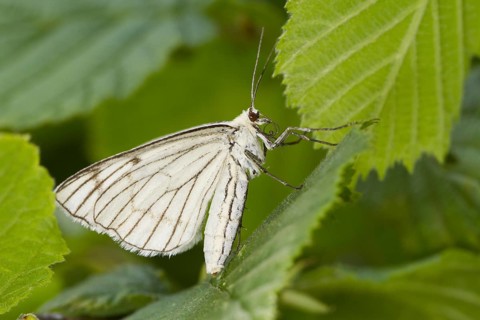 Black-veined Moth (Siona lineata) adult female