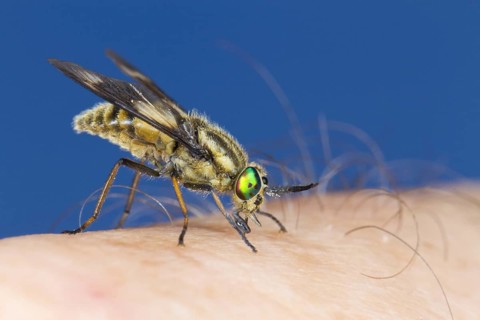 Twin-lobed Deerfly (Chrysops relictus) feeding on a human hand