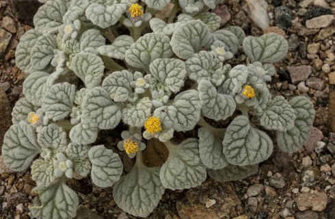 Velvet turtleback (Psathyrotes ramosissima) in flower