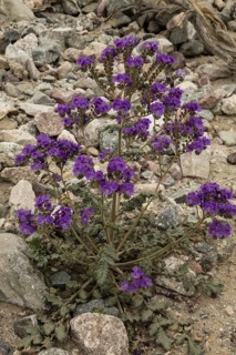 Notch-leaved phacelia (Phacelia crenulata) in flower