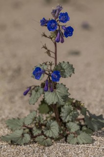 Desert Canterbury Bells (Phacelia campanularia)