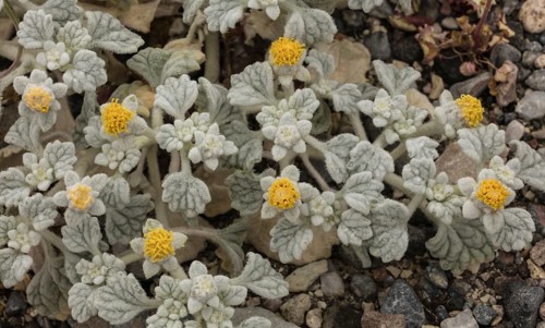 Velvet turtleback (Psathyrotes ramosissima) in flower