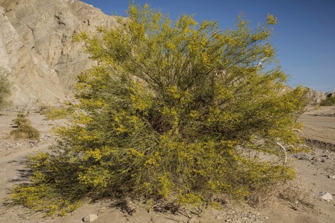 Blue Paloverde tree (Parkinsonia florida) in flower on river-wash