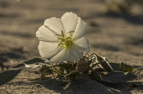 Dune evening primrose (Oenothera deltoides) in flower