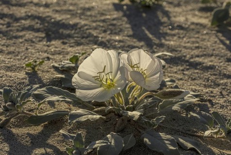 Dune evening primrose (Oenothera deltoides) in flower