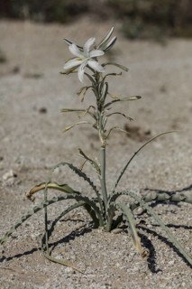 Desert Lily (Hesperocallis undulata) in flower