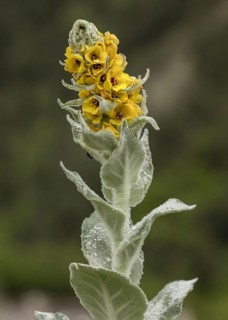 Great mullein (Verbascum thapsus montanum)