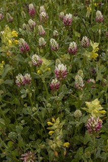 Long-headed Clover (Trifolium incarnatum molinerii) in nitrogen-poor sward