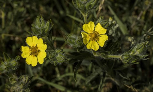 Sulphur cinquefoil (Potentilla recta)